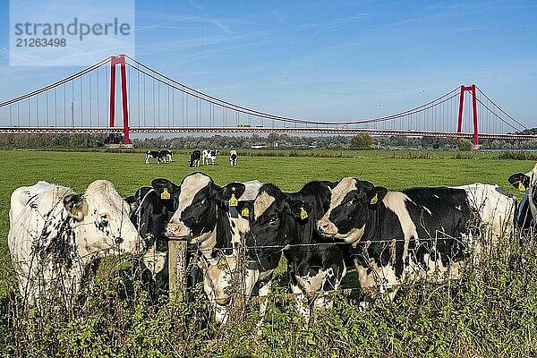 Die Rheinbrücke Emmerich  Bundesstraße B220  längste Hängebrücke Deutschlands  wird zur Zeit saniert  Brückenschäden  linksrheinische Weide  Rinder  Jungbullen  Niederrhein  Nordrhein-Westfalen  Deutschland  Europa