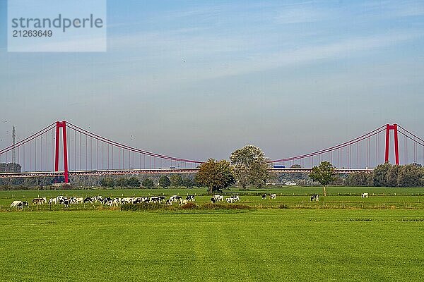 Die Rheinbrücke Emmerich  Bundesstraße B220  längste Hängebrücke Deutschlands  wird zur Zeit saniert  Brückenschäden  linksrheinische Weide  Rinder  Jungbullen  Niederrhein  Nordrhein-Westfalen  Deutschland  Europa