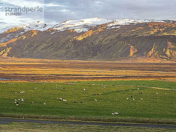 Weidende Schafe  warmes Licht bei Sonnenuntergang  Blick über Wiesen zum Gletscher Eyjafjallajökull  Fljotsdalur Tal  Island  Europa