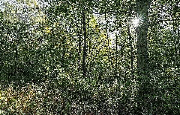 Wildnis Wald  Bäume im Gegenlicht mit Sonnenstern  Niedersachsen  Deutschland  Europa