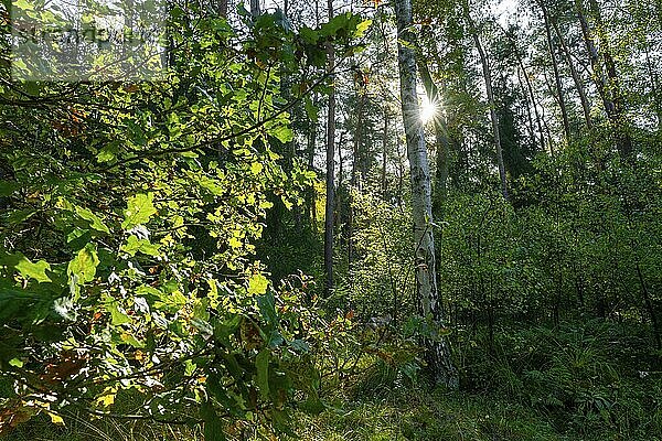 Wildnis Wald  Bäume im Gegenlicht mit Sonnenstern  Niedersachsen  Deutschland  Europa