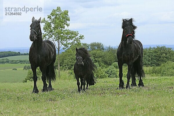 2 Friesen  1 Pony  schwarz