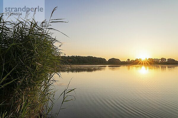 Sonnenaufgang an einem Teich  Schilfrohr (Phragmites australis)  Bäume  Sonnenstern  Thüringen  Deutschland  Europa