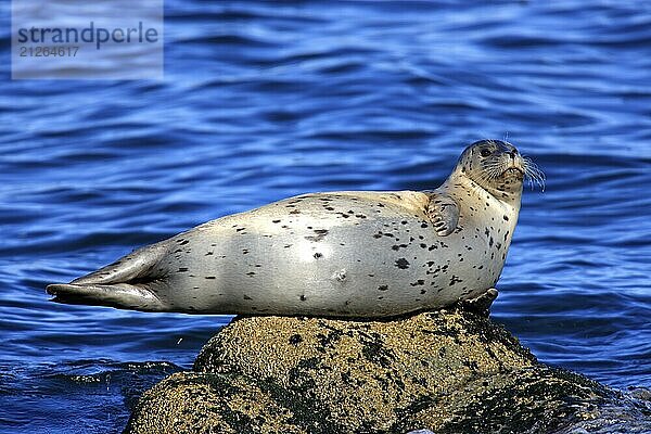 Seehund (Phoca vitulina)  adult  Felsen  Wasser  Meer  ruhend  relaxed  Monterey  California  USA  Nordamerika