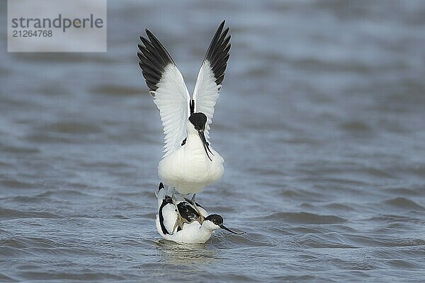 Säbelschnäbler (Recurvirostra avosetta)  zwei erwachsene Watvögel bei der Paarung im seichten Wasser  England  Großbritannien  Europa