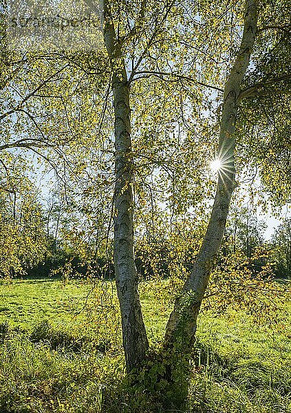 Birken (Betula) im Herbst mit gelben Blättern im Gegenlicht mit Sonnenstern  Niedersachsen  Deutschland  Europa