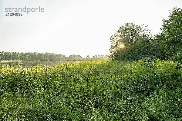 Sonnenaufgang an einem Teich  Schilfrohr (Phragmites australis)  Bäume  Sonnenstern  Thüringen  Deutschland  Europa