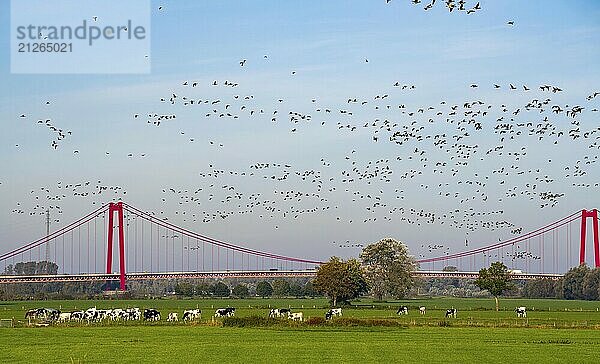 Die Rheinbrücke Emmerich  Bundesstraße B220  längste Hängebrücke Deutschlands  wird zur Zeit saniert  Brückenschäden  Vogelschwarm  Gänse  linksrheinische Weide  Rinder  Jungbullen  Niederrhein  Nordrhein-Westfalen  Deutschland  Europa