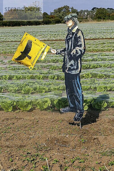 Vogelscheuchenfigur eines Mannes  der eine Raubvogelfahne hält  um Vögel von der Salaternte abzuschrecken  Bawdsey  Suffolk  England  UK