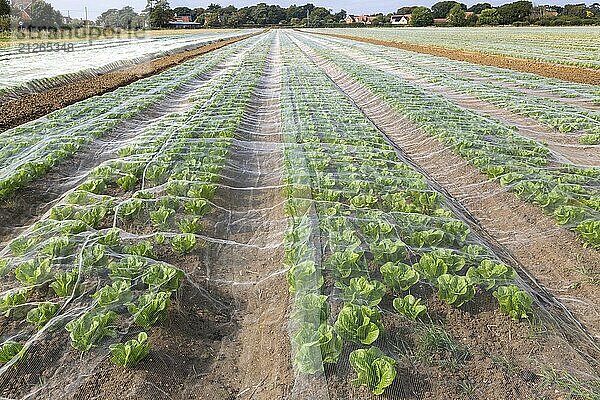 Mit Netzen geschützte Salatreihen auf einem Feld  Bawdsey  Suffolk  England  UK