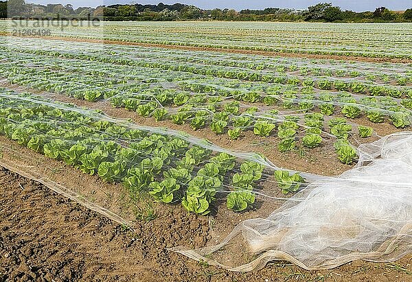 Durch Vliese geschützte Salatreihen auf einem Feld  Bawdsey  Suffolk  England  UK Durch Netze geschützte Salatreihen auf einem Feld  UK