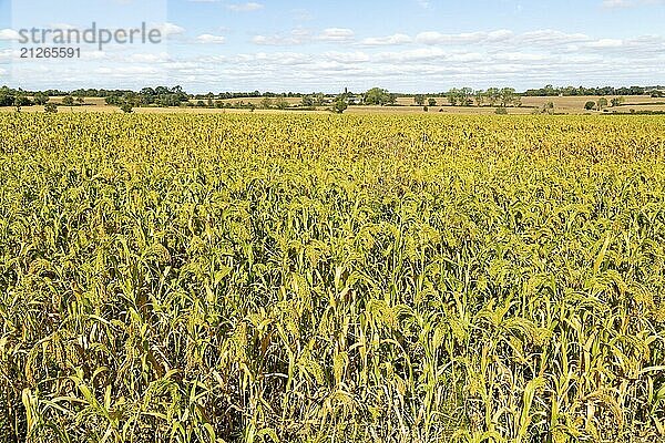 Feld mit Hirseanbau in der Nähe von Hundon  Suffolk  England  UK