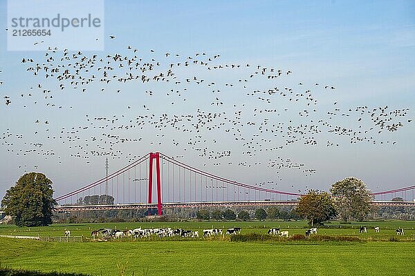 Die Rheinbrücke Emmerich  Bundesstraße B220  längste Hängebrücke Deutschlands  wird zur Zeit saniert  Brückenschäden  Vogelschwarm  Gänse  linksrheinische Weide  Rinder  Jungbullen  Niederrhein  Nordrhein-Westfalen  Deutschland  Europa