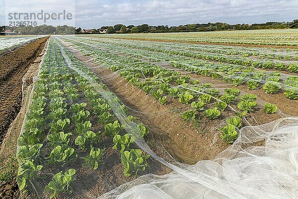 Mit Netzen geschützte Salatreihen auf einem Feld  Bawdsey  Suffolk  England  UK