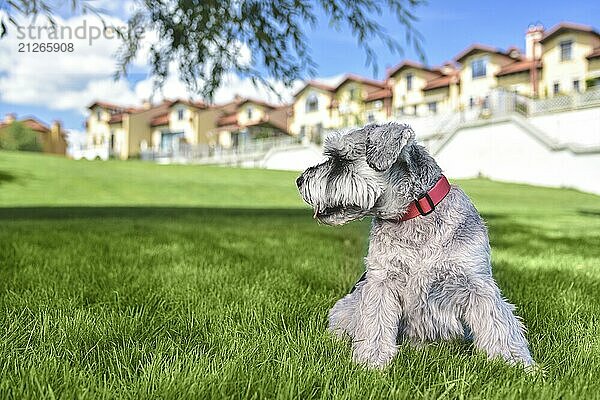 Porträt eines schönen Hundes Schnauzer sitzt auf dem Gras und Blick in die Ferne in den park.the Konzept der Liebe für Tiere. beste Freunde