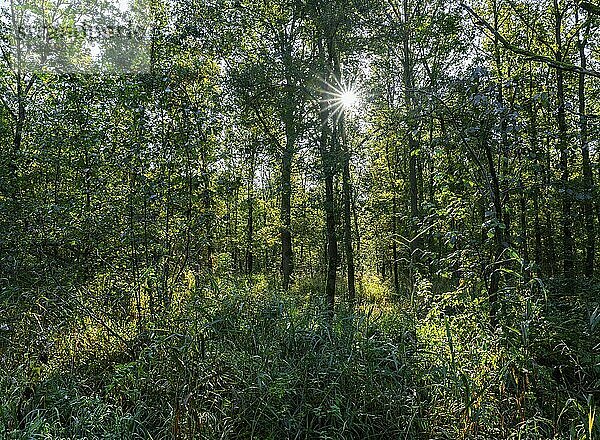 Wildnis Wald  Bäume im Gegenlicht mit Sonnenstern  Niedersachsen  Deutschland  Europa