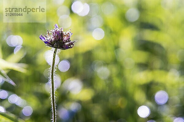 Blumen auf der Wiese. Sommerlandschaft. Gräser im Gegenlicht