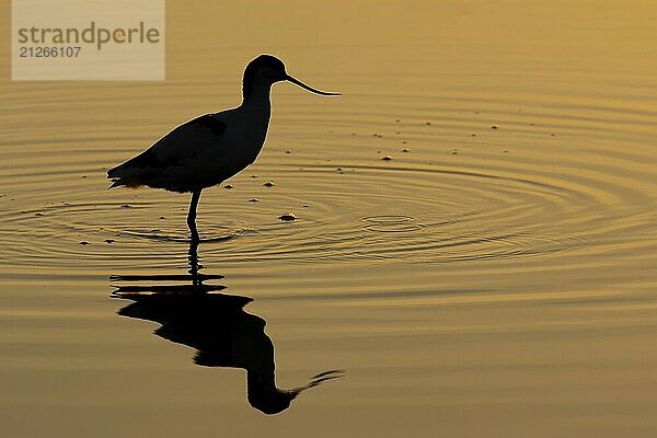 Säbelschnäbler (Recurvirostra avosetta)  erwachsener Watvogel  Silhouette in flachem Wasser bei Sonnenuntergang  England  Großbritannien  Europa