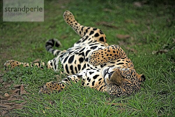 Jaguar (Panthera onca)  Adult  männlich  Portrait  liegend  entspannt  aufmerksam  Pantanal  Brasilien  Südamerika