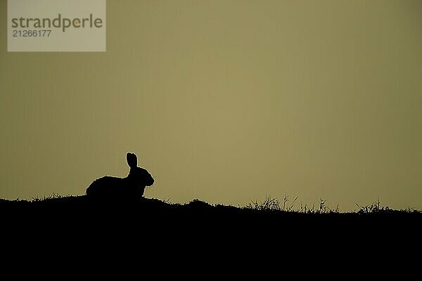 Kaninchen (Oryctolagus cuniculus)  Silhouette eines erwachsenen Tieres auf einem Bergrücken bei Sonnenuntergang  England  Großbritannien  Europa