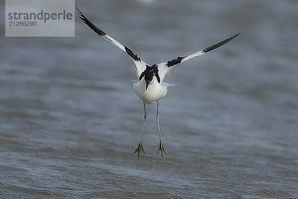 Säbelschnäbler (Recurvirostra avosetta)  erwachsener Watvogel  fliegt über Wasser  England  Großbritannien  Europa