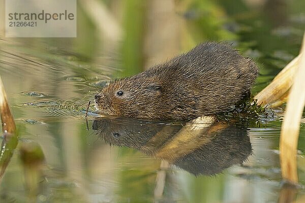 Wasserwühlmaus (Arvicola amphibius)  erwachsenes Nagetier auf einem Teich  England  Großbritannien  Europa