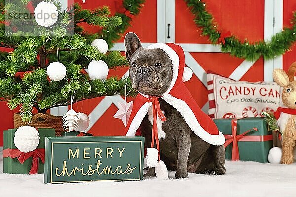 Französische Bulldogge mit rotem Weihnachtsmannumhang vor saisonaler Dekoration