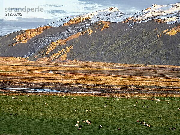 Weidende Schafe  warmes Licht bei Sonnenuntergang  Blick über Wiesen zum Gletscher Eyjafjallajökull  Fljotsdalur Tal  Island  Europa