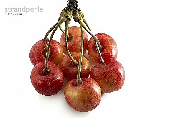 Süßkirschen auf einem Zweig vor weißem Hintergrund. Frische reife Beeren