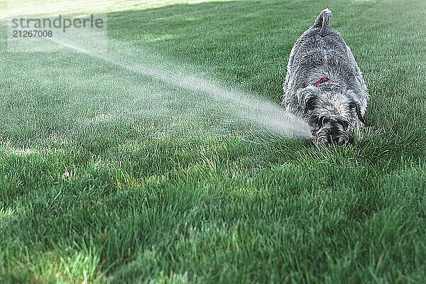 Wet glücklich Haustier Schnauzer Hund Welpen spielen mit Wasser  trinken aus Sprinkler in einem heißen Tag