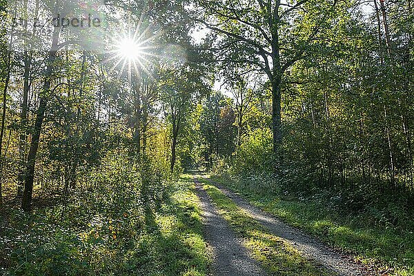 Waldweg im Herbst  Bäume mit bunten Blättern im Gegenlicht mit Sonnenstern  Niedersachsen  Deutschland  Europa