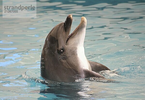 Fröhlicher Delphin taucht aus dem Wasser auf