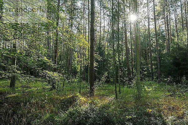 Wildnis Wald  Bäume im Gegenlicht mit Sonnenstern  Niedersachsen  Deutschland  Europa