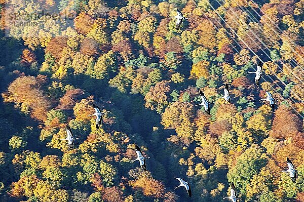 Kranich  Wald  Luftbild  Herbstwald  Laubwals  Vogelzug