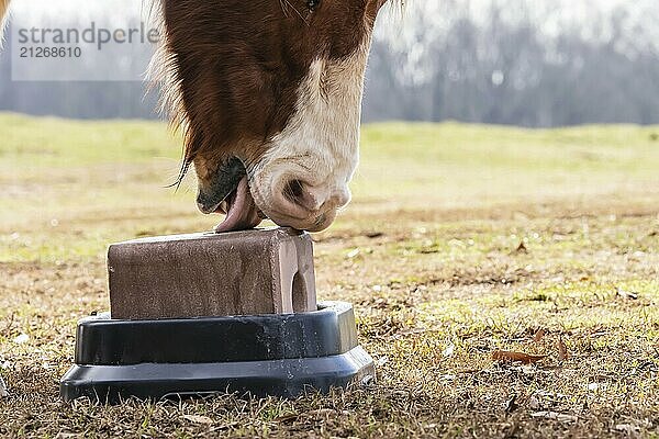 Ein Pferd leckt und beißt einen Salzblock auf der Weide eines örtlichen Bauernhofs