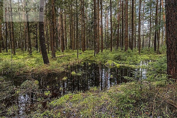 Moor und Kiefernwald schöne Landschaft