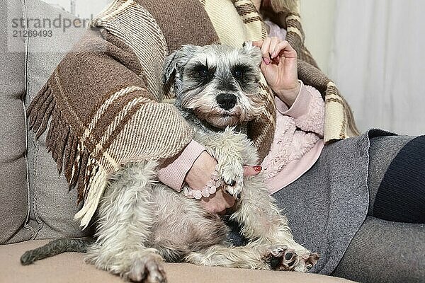 Grauer Schnauzerhund sitzt auf einem Sofa und schaut zu seinem geliebten Frauchen auf  weibliche Hände streicheln einen glücklichen Hund