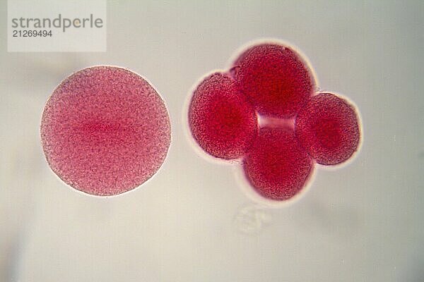 Zwei Eizellen unter dem Mikroskop