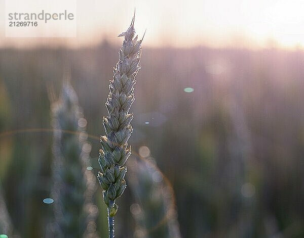 Ährchen von Weizen im Morgentau auf dem Hintergrund der strahlenden Morgensonne  Blendung im Objektiv  Unschärfe Hintergrund  selektiver Fokus