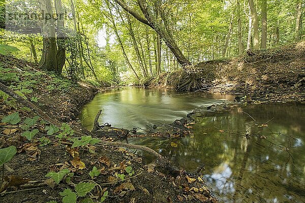 Geschützter Bach bei Winterswijk im Osten der Niederlande im Herbst