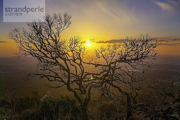 Kahle Äste eines alten Baumes vor dem Hintergrund eines Sonnenuntergangs  Blick vom Berg  Portugal  Europa