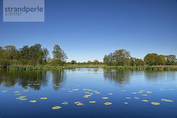 Schöner See mit spiegelnden Bäumen und Seerosenblättern entlang der Straße in der Nähe des niederländischen Dorfes Drachstercompagnie