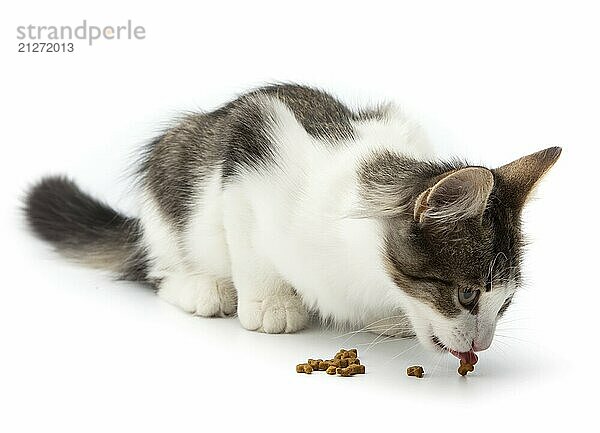 Eine junge Katze frisst Trockenfutter auf einem weißen Hintergrund