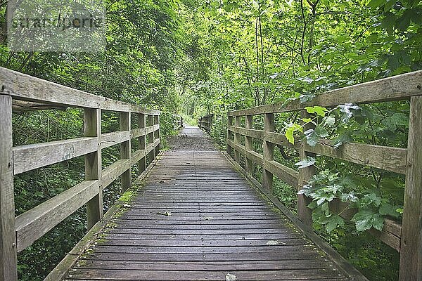 Brücke im Wald von Fabry  einem Waldgebiet in der Stadt Lüttich  Belgien. Schönheit in der Natur