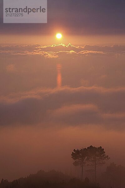 Silhouette von Bäumen umgeben von Nebel bei Sonnenuntergang