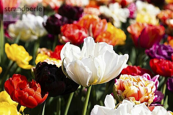 Blühende Tulpen Feld in Holland  Frühling  schöne mehrfarbigen Hintergrund  Sonnenlicht