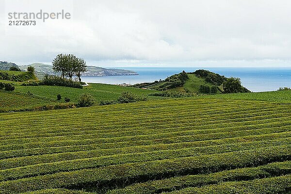 Tropische Teeplantage auf der Insel Sao Miguel  Azoren  Portugal. Teeplantage in Porto Formoso. Erstaunliche Landschaft von herausragender natürlicher Schönheit