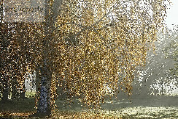 Birken im Gegenlicht bei nebligem Herbstlicht