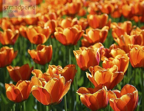 Feld mit blühenden orangefarbenen Tulpen  geringe Tiefenschärfe