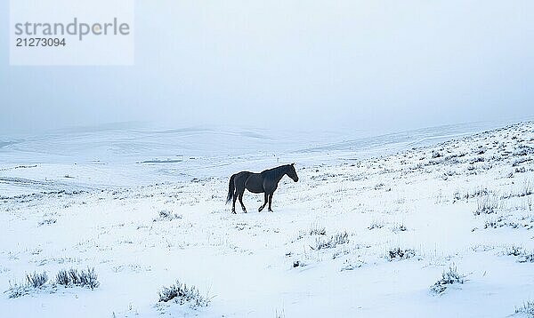 Ein Pferd läuft durch ein verschneites Feld. Das Bild hat eine heitere und friedliche Stimmung  da das Pferd das einzige Lebewesen in der Szene ist. Die schneebedeckte Landschaft schafft ein Gefühl der Ruhe KI erzeugt  KI generiert